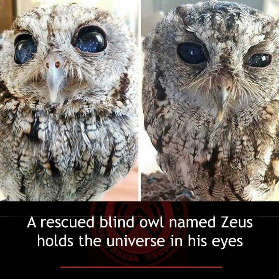 Сова с космическими глазами