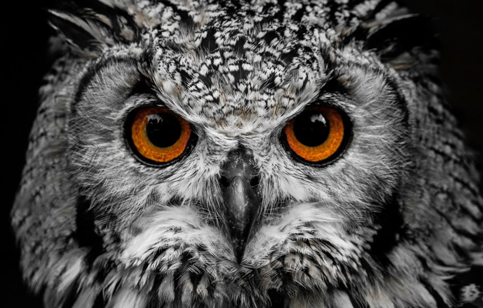 Сонная Сова