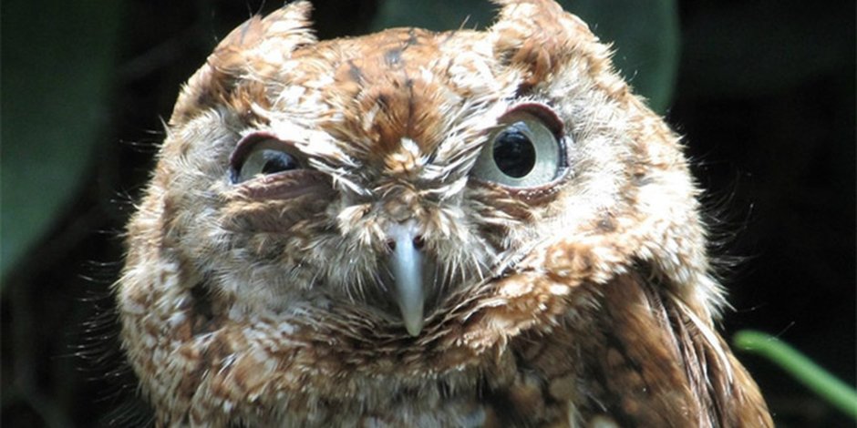 Сова с прищуренным глазом