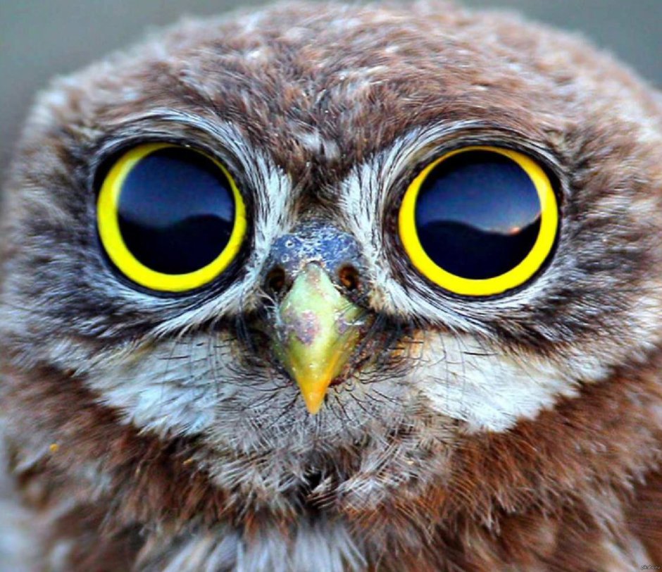 Филин лицо