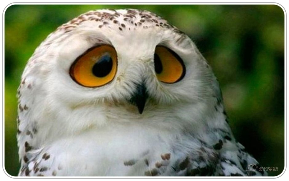 Сова прикол