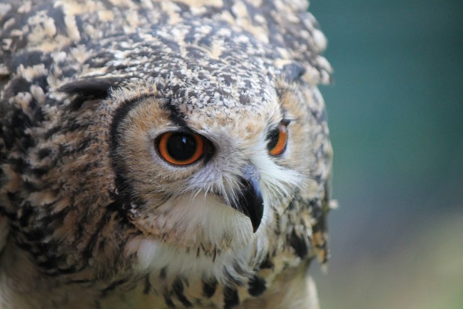 Симметрия в природе животные