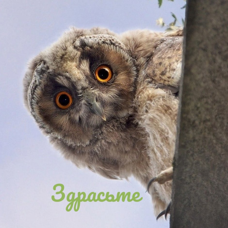 Любопытный Совенок
