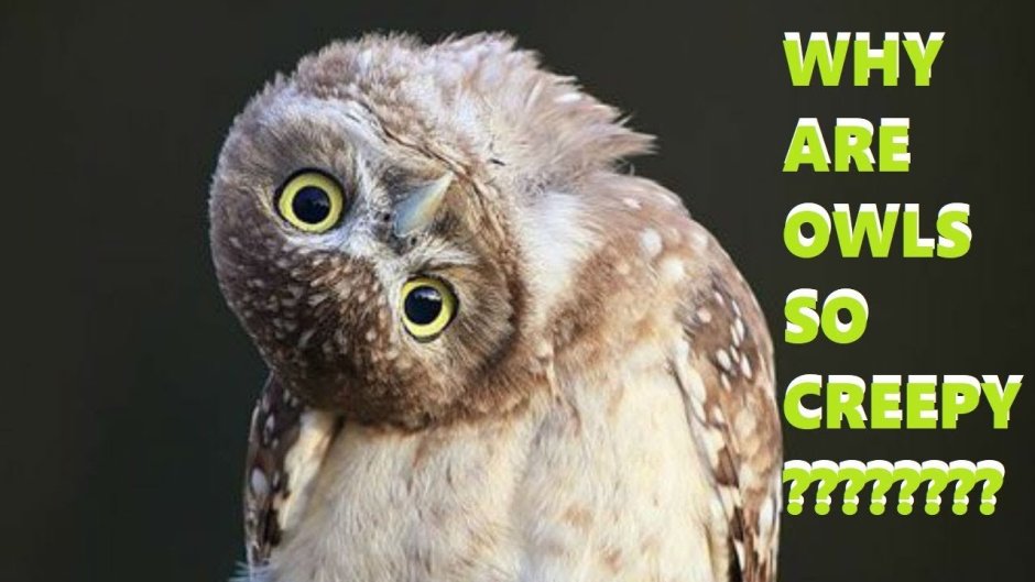 Удивленные птицы