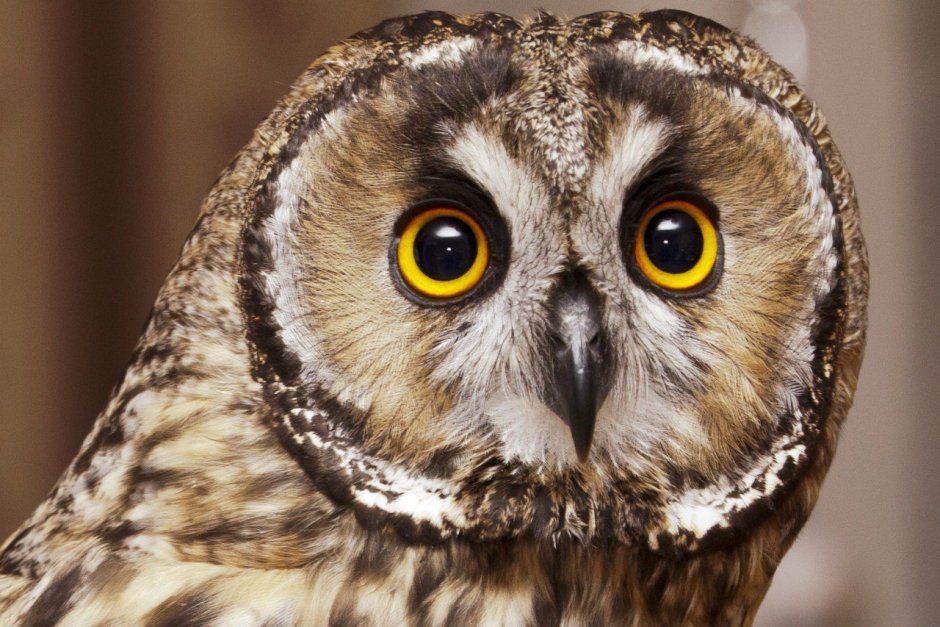 Сова без кофе