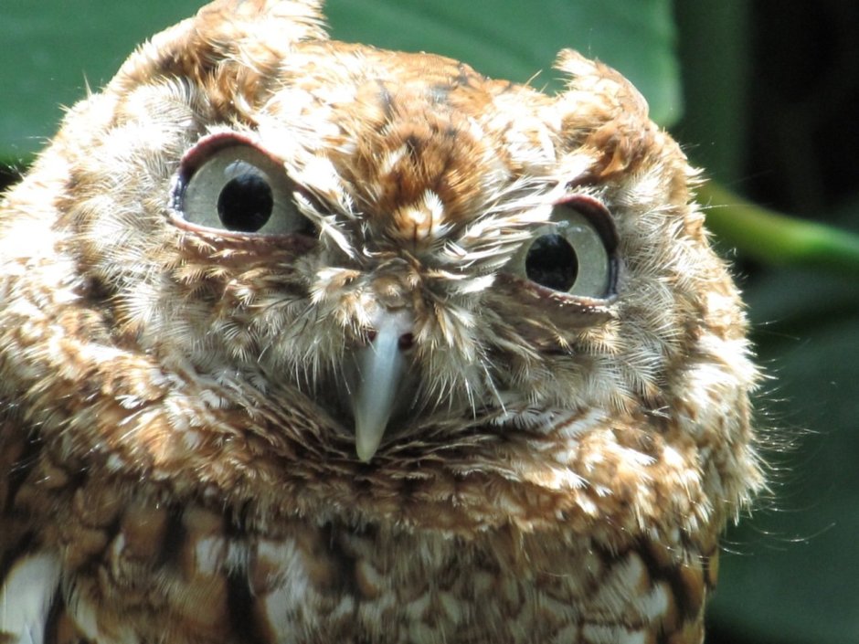 Лапы Совы Сыч