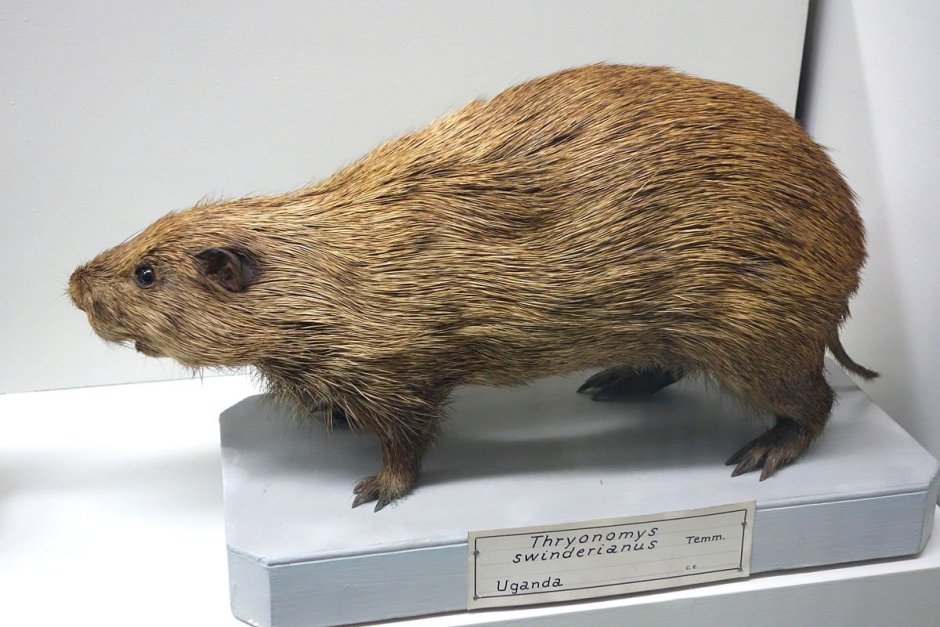 Thryonomys swinderianus
