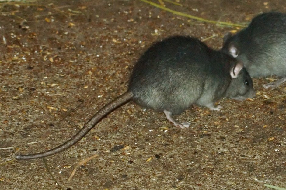 Крыса Rattus Rattus