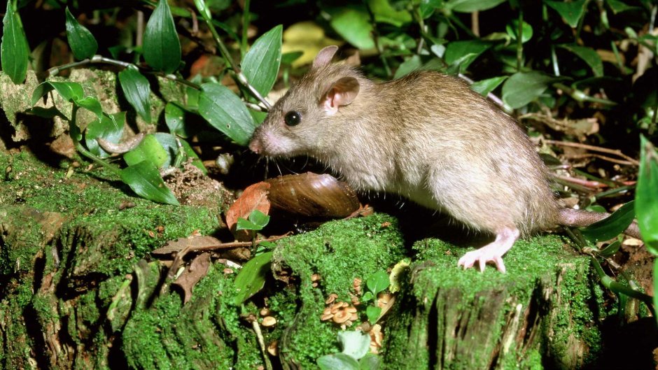 Rattus Rattus чёрная крыса