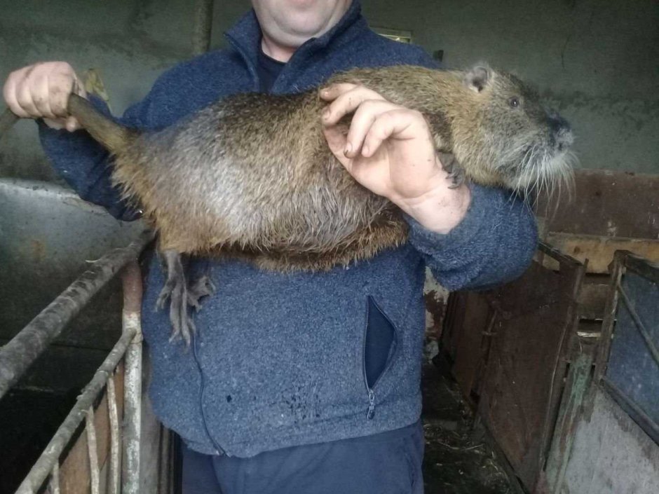 Нутрия крыса