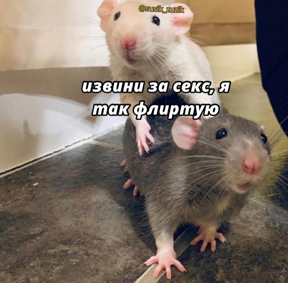 Две милые крысы