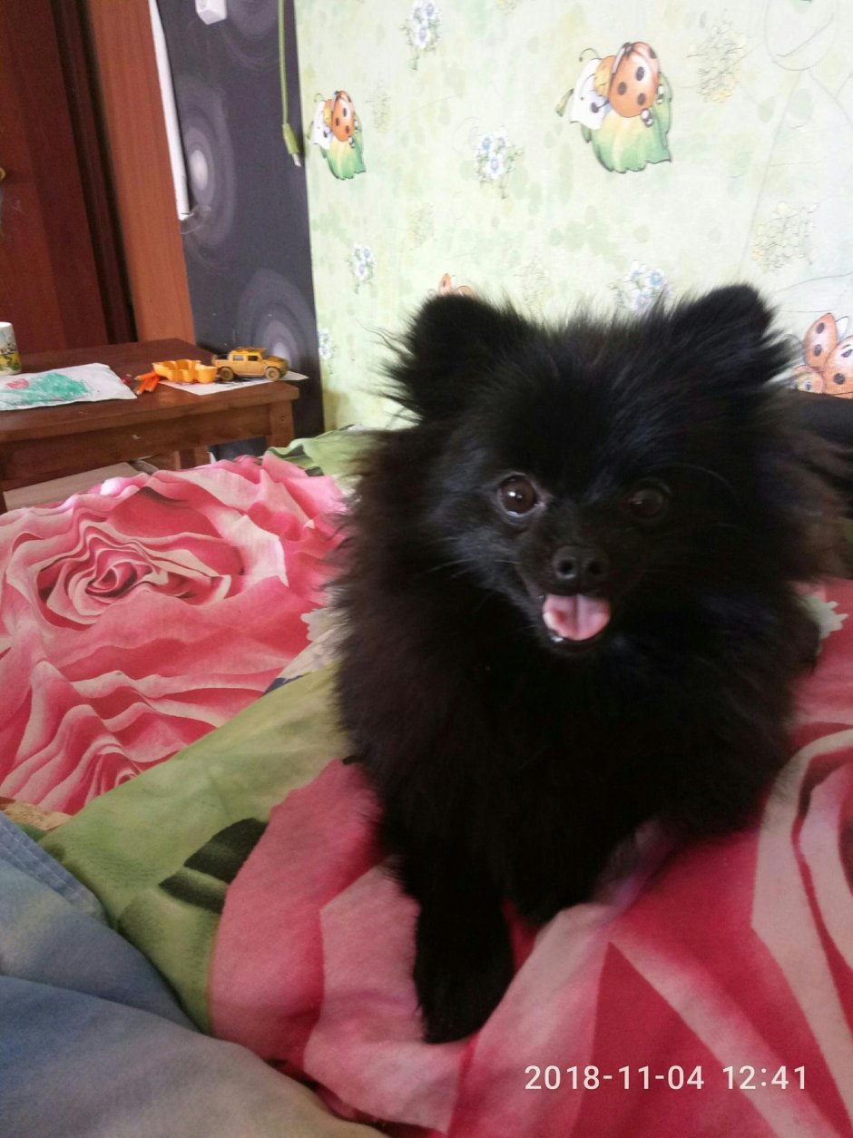 Средний немецкий шпиц метис