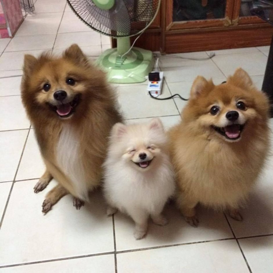 Королевский шпиц