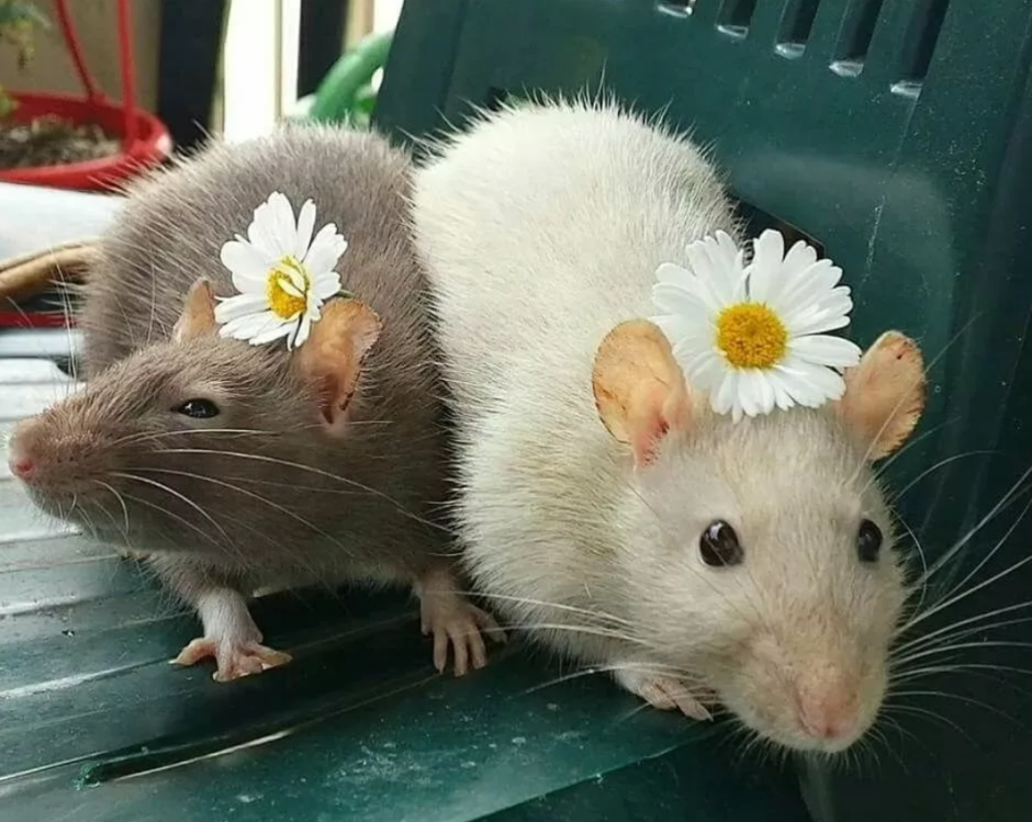 Две мыши