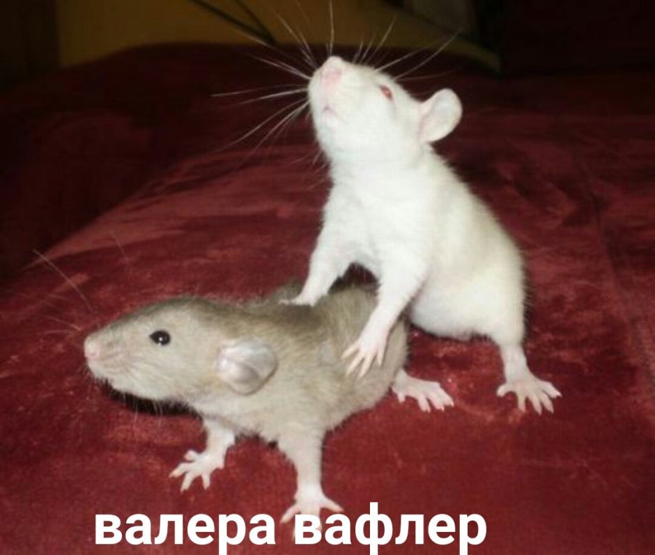 Ялпачек Леви художник крысы