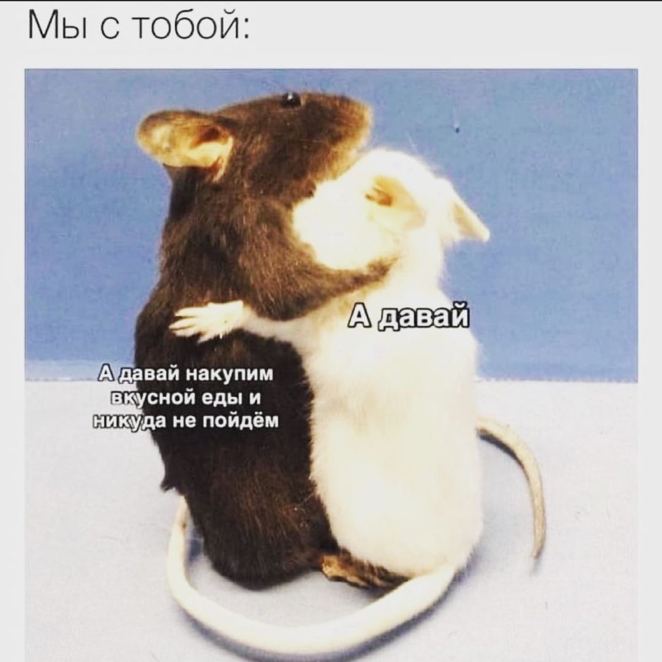Две крысы