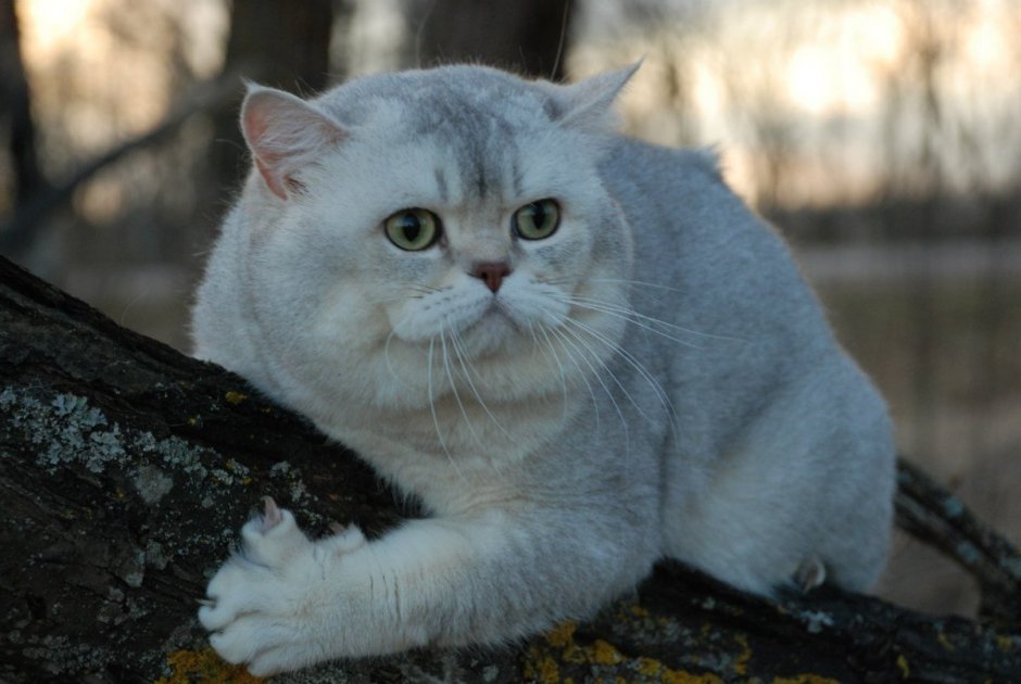 Британская короткошёрстная серебристая шиншилла