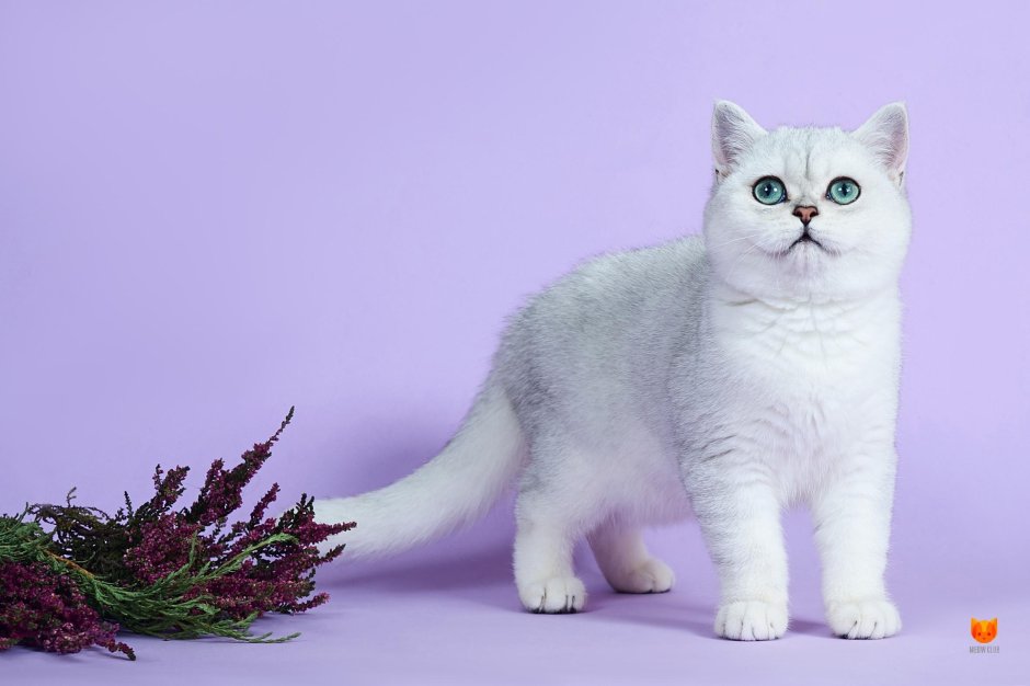 Скоттиш страйт серебристый затушеванный табби