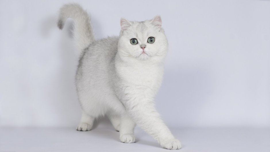 Котята серебристой шиншиллы страйт