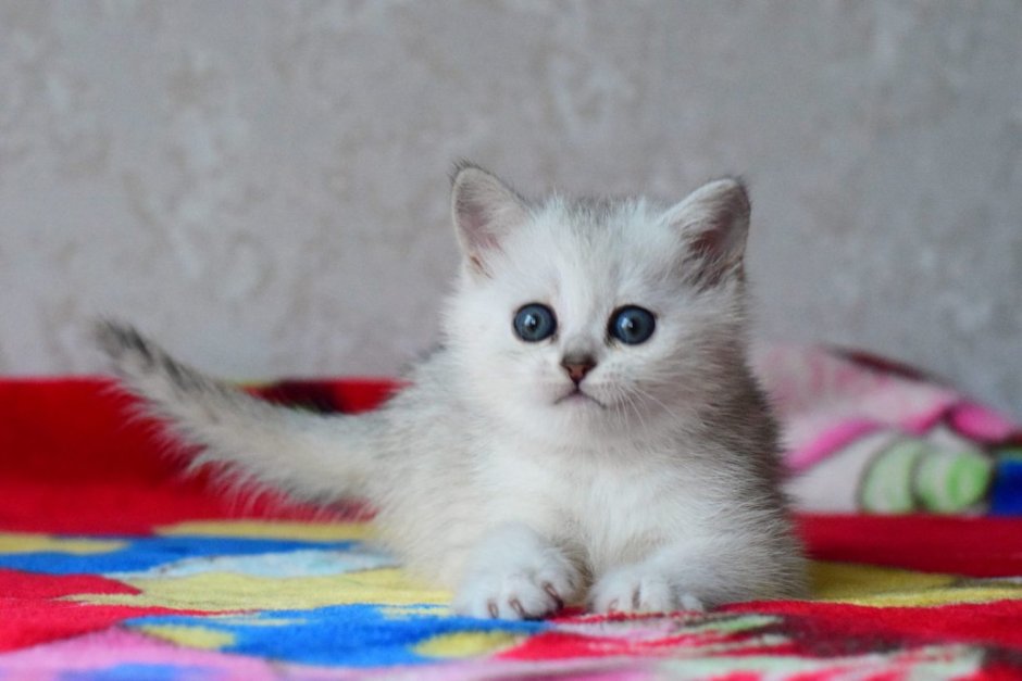 Скоттиш страйт серебристая шиншилла