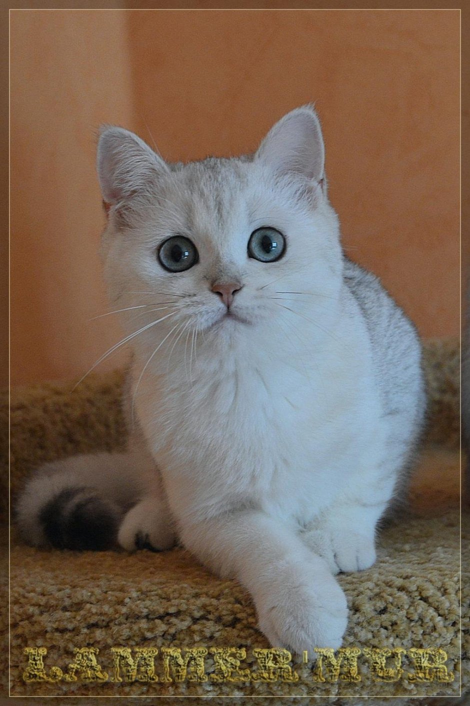 Шотландская серебристая шиншилла