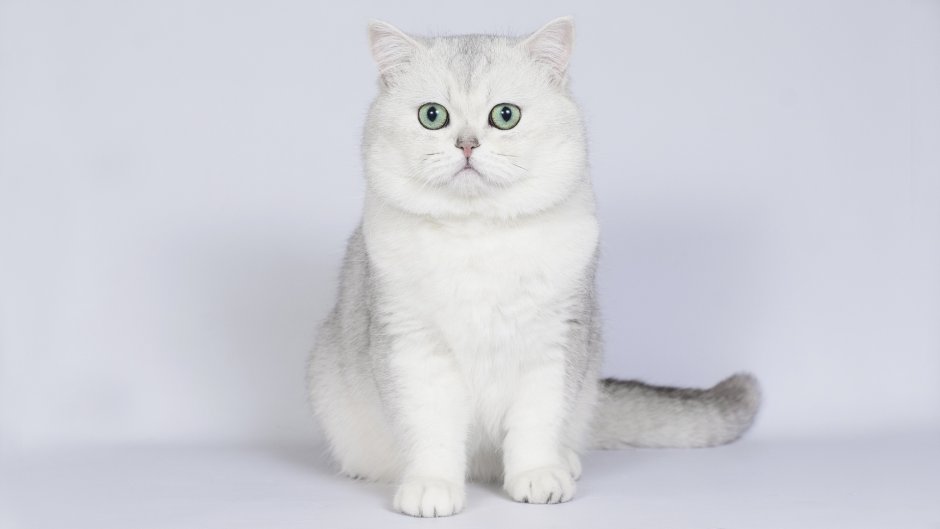 Шотландская шиншилла кошка серебристая