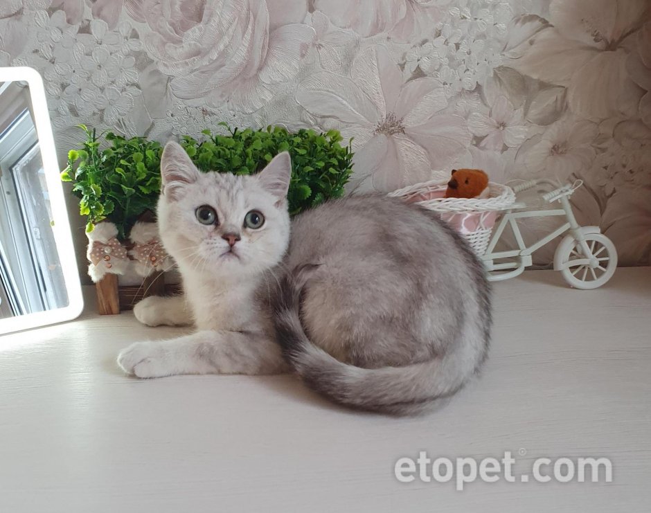 Шотландская кошка прямоухая шиншилла
