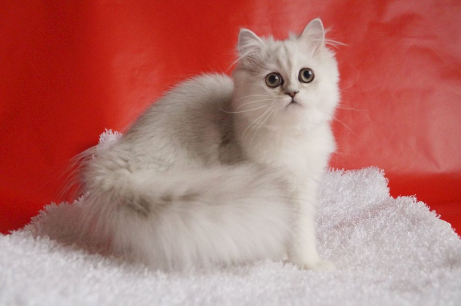 Шотландская шиншилла хайленд страйт