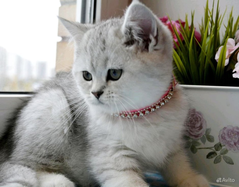 Бурмилла шиншилла