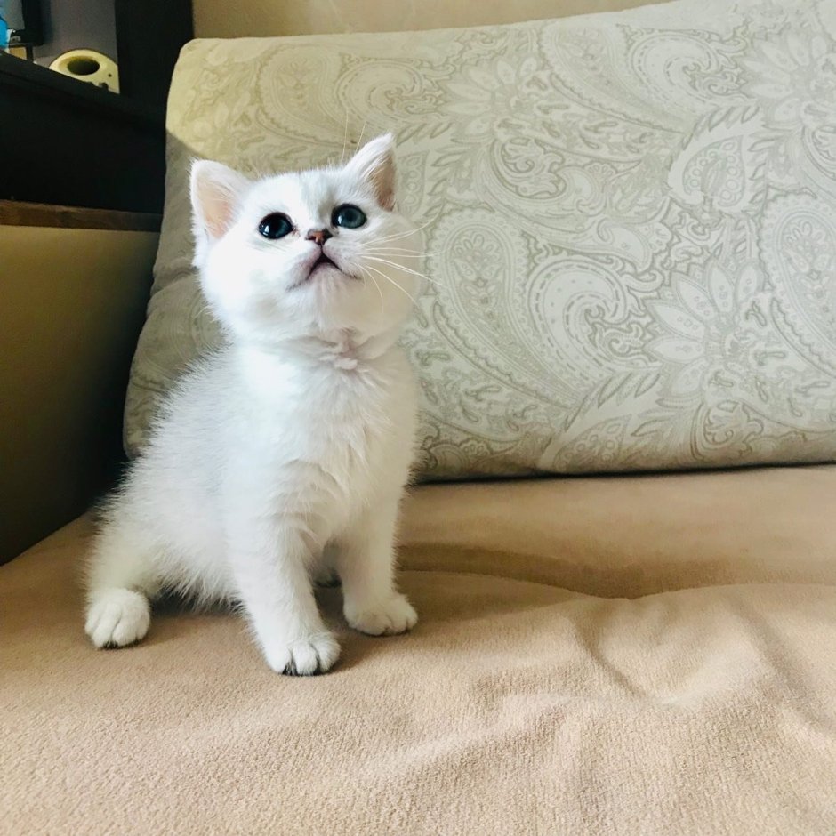 Шотландская шиншилла
