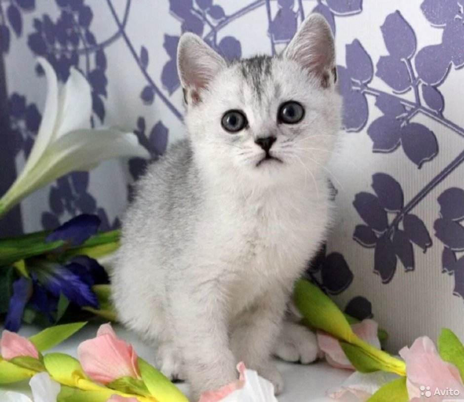 Шотландская прямоухая шиншилла