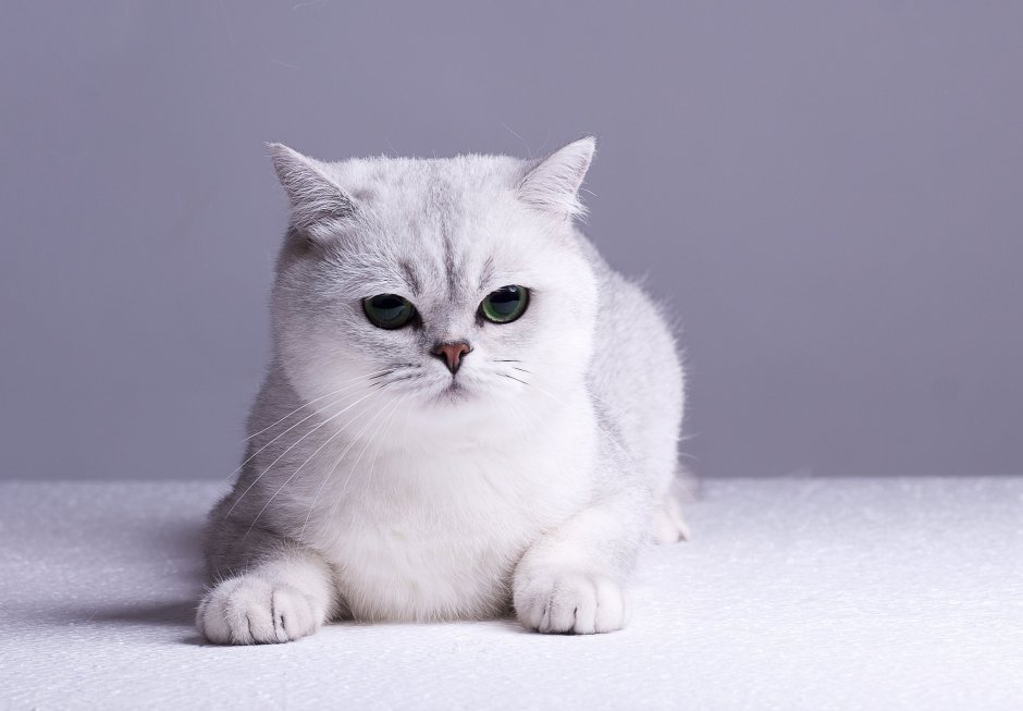 Кот скоттиш страйт серебристая шиншилла