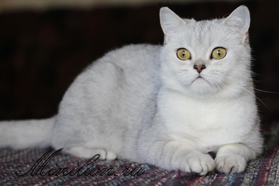 Шотландские котята серебристая шиншилла хайленд страйт