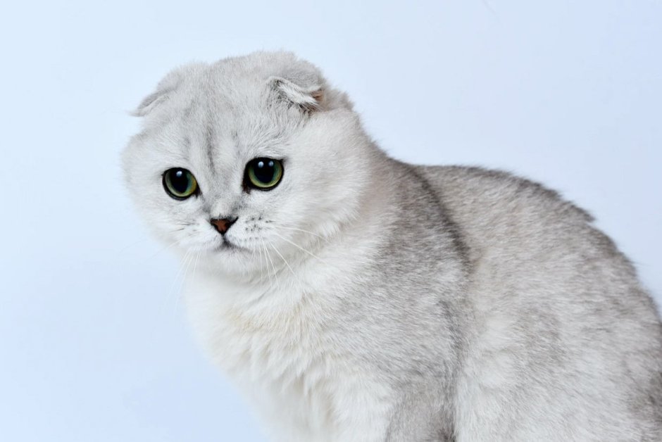Британская вислоухая шиншилла