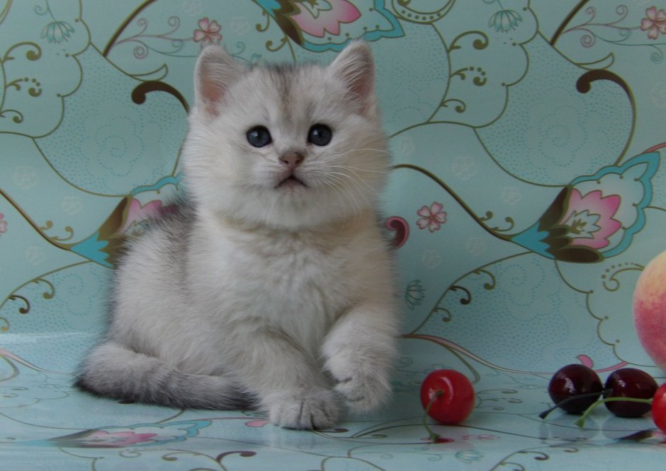 Шотландская серебристая шиншилла