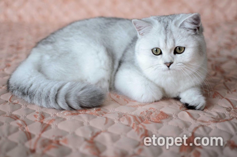 Шотландский страйт кот цвет Золотая шиншилла