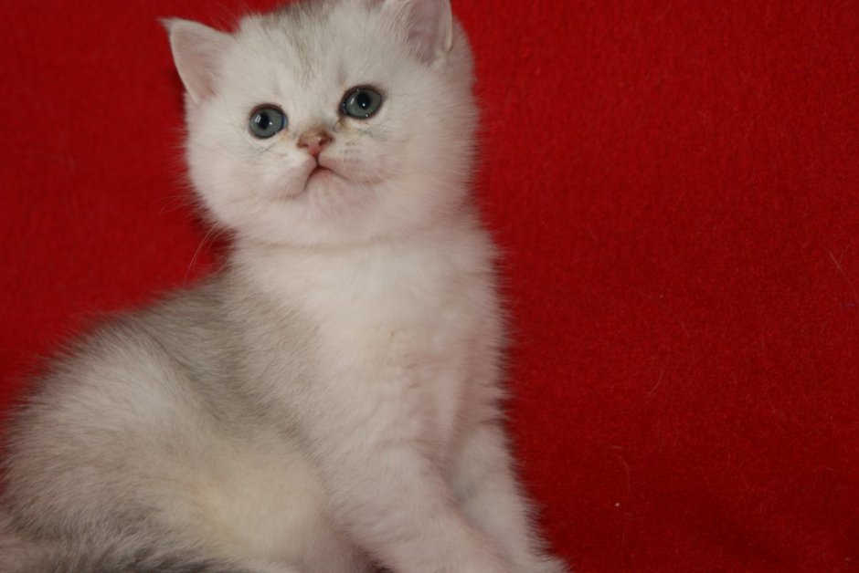 Британский котенок колор Пойнт Юла