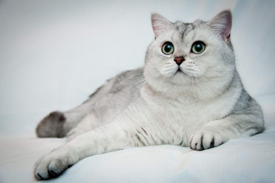 Скоттиш страйт серебристая шиншилла