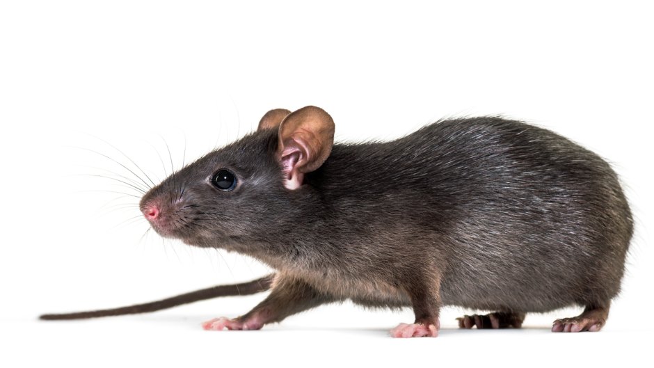 Dove agouti крыса