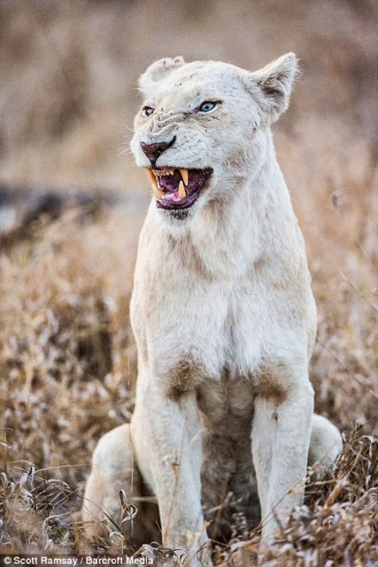 Дальневосточный леопард альбинос