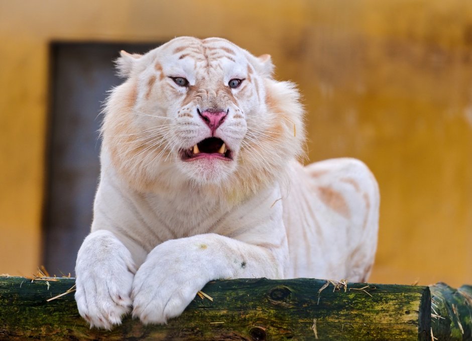 Тигр альбинос даун