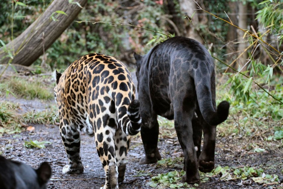 Пума альбинос