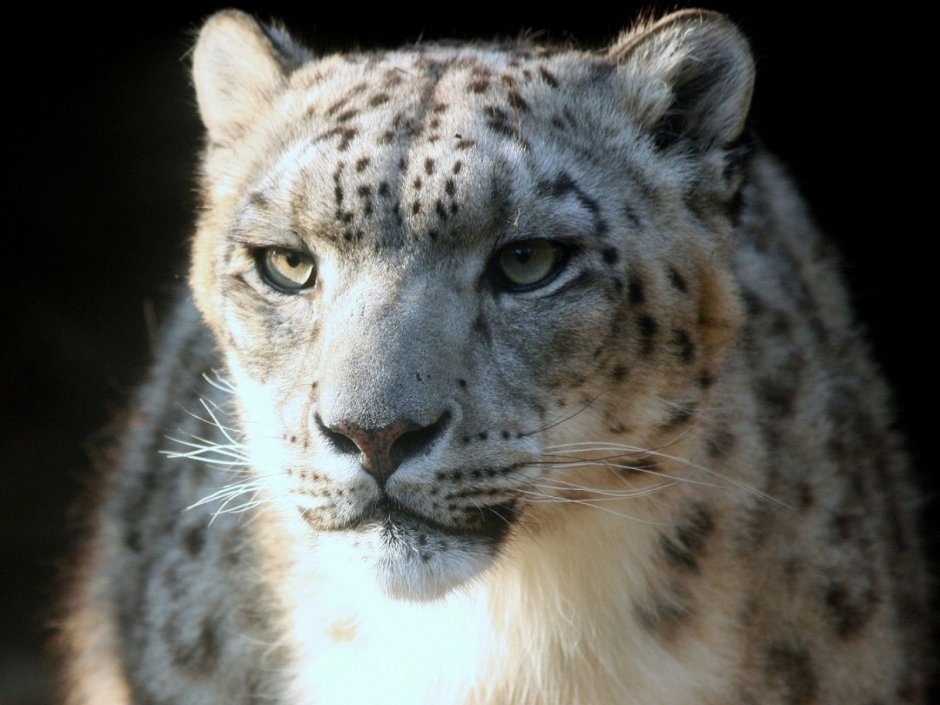 Дальневосточный леопард альбинос