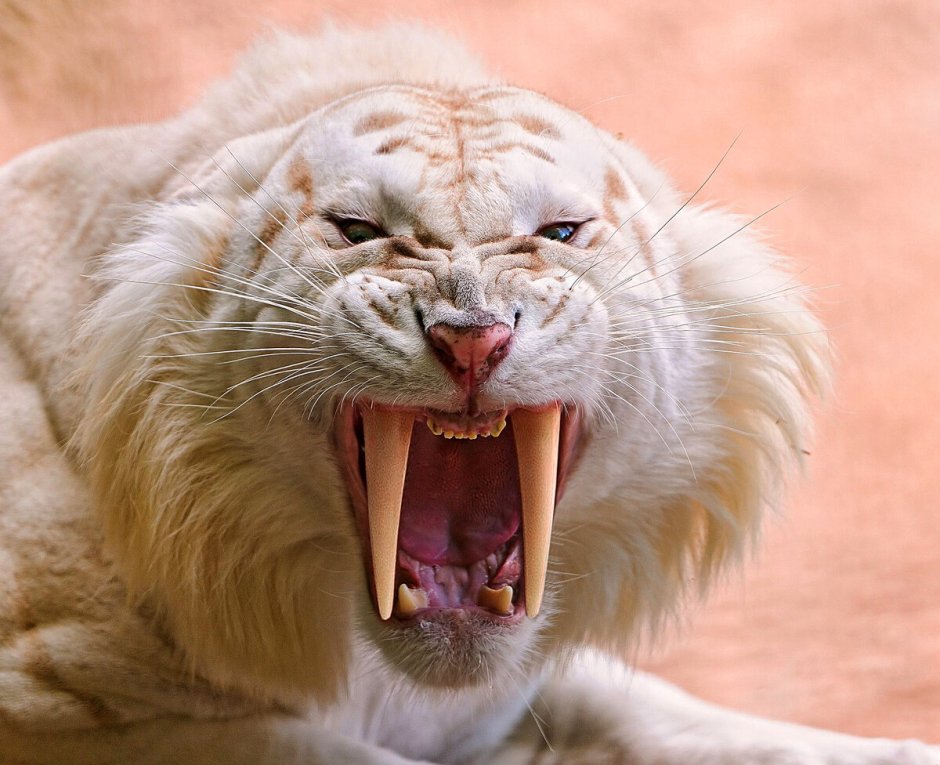 Белый Лев с оскалом фото
