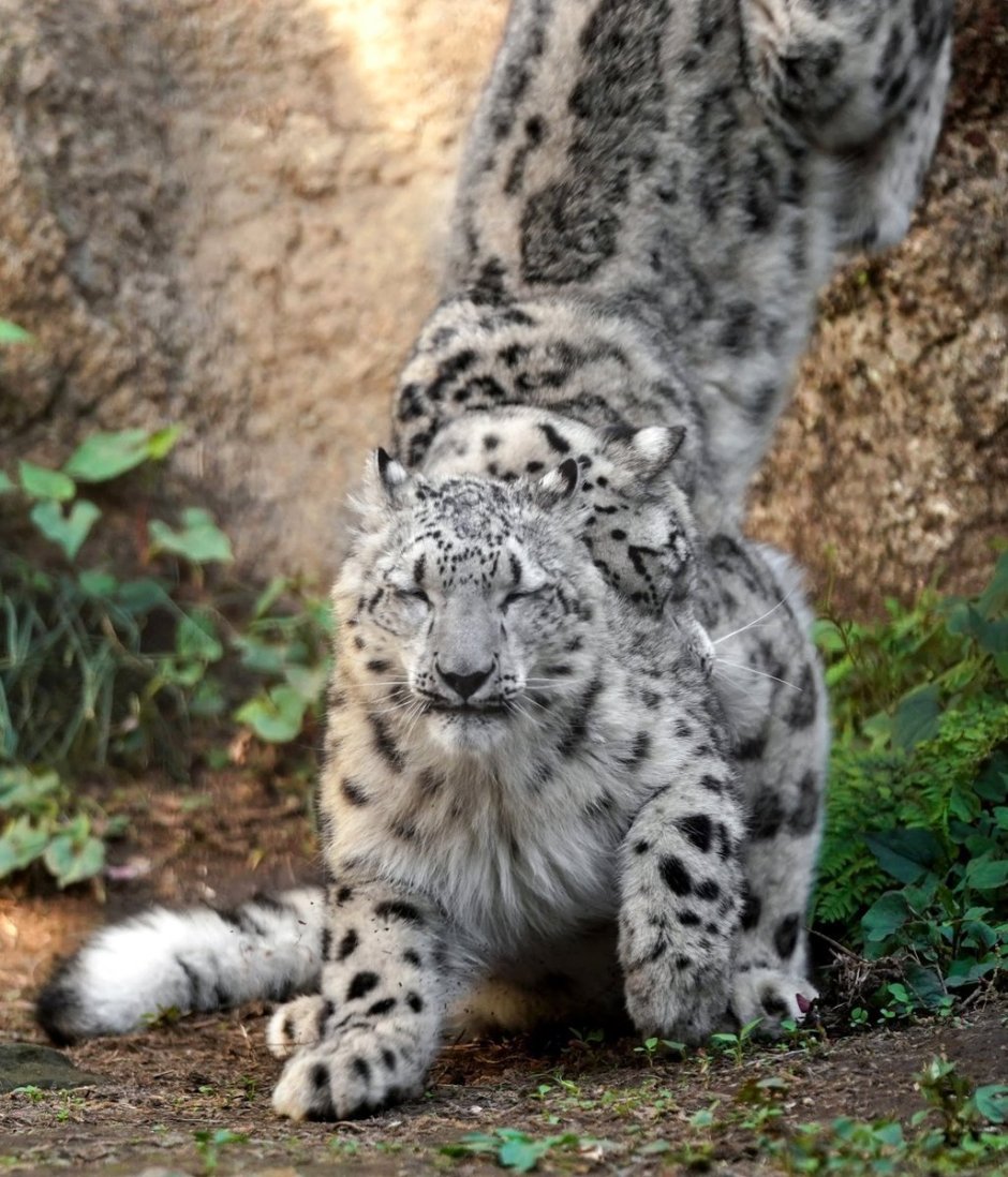 Ягуар альбинос фото