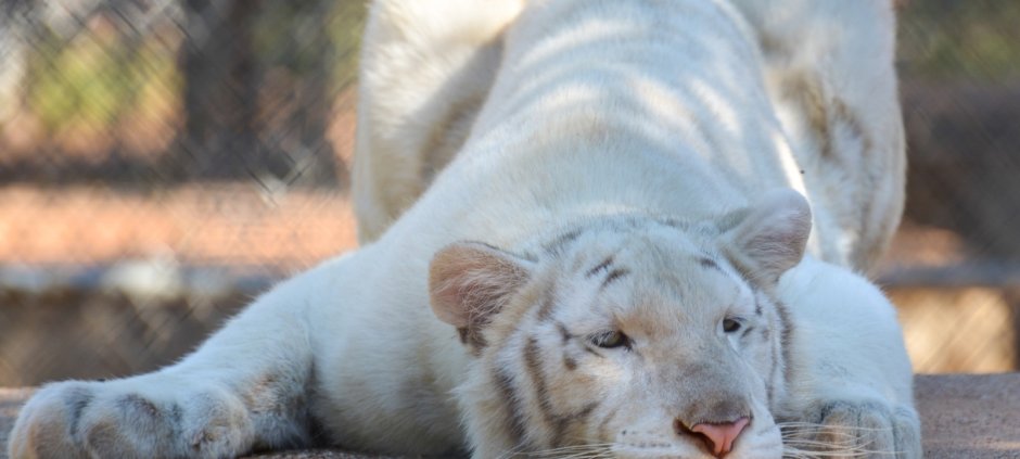 Ирбис с голубыми глазами