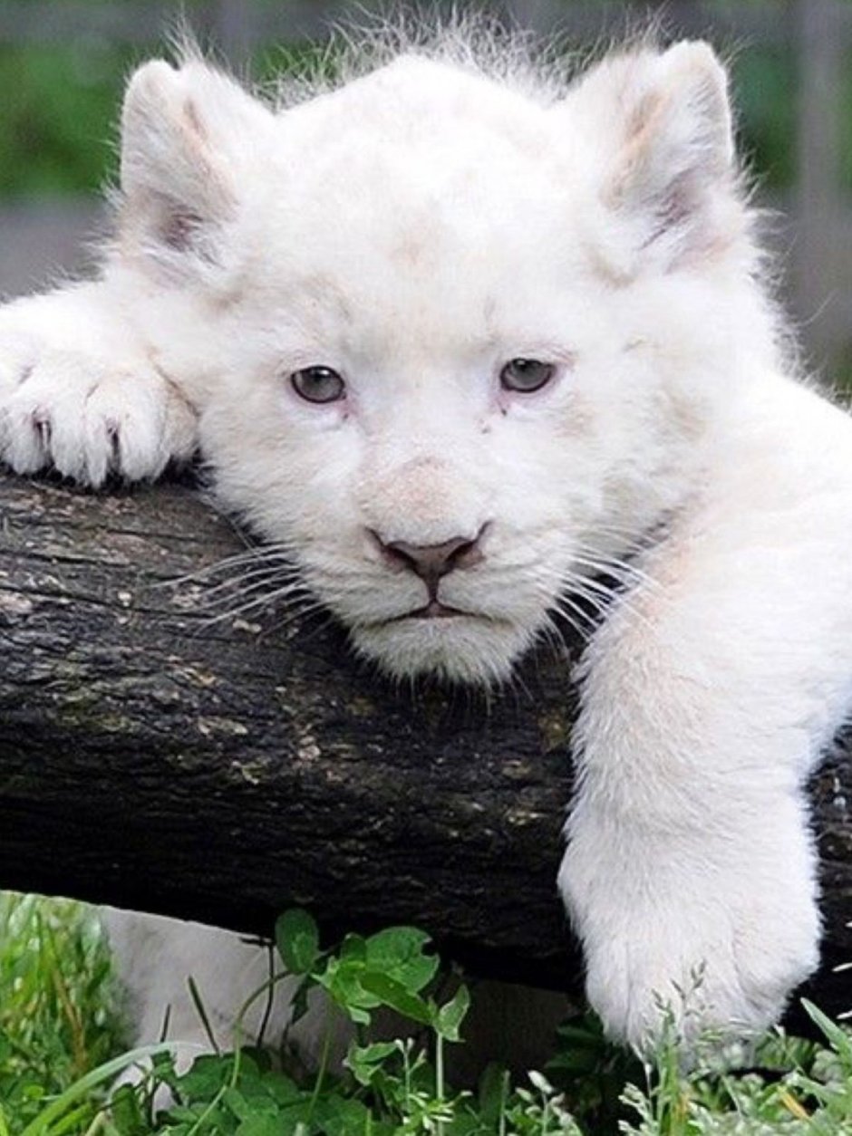 Леопард альбинос