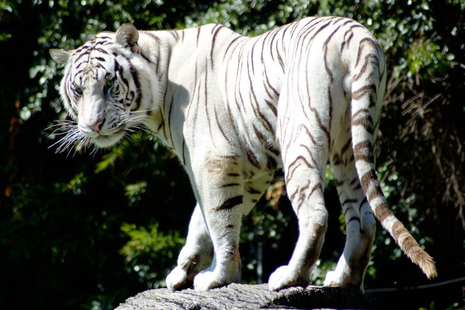 Саблезубый снежный Барс