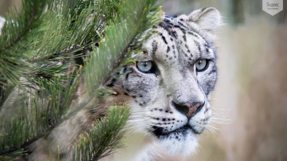 Гепард снежный Барс леопард