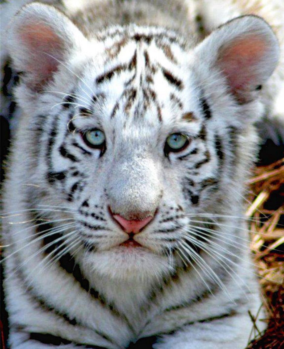 Анатолийский леопард